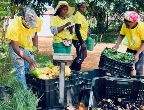 Ahorro en nutrición gracias a Humbi Farm